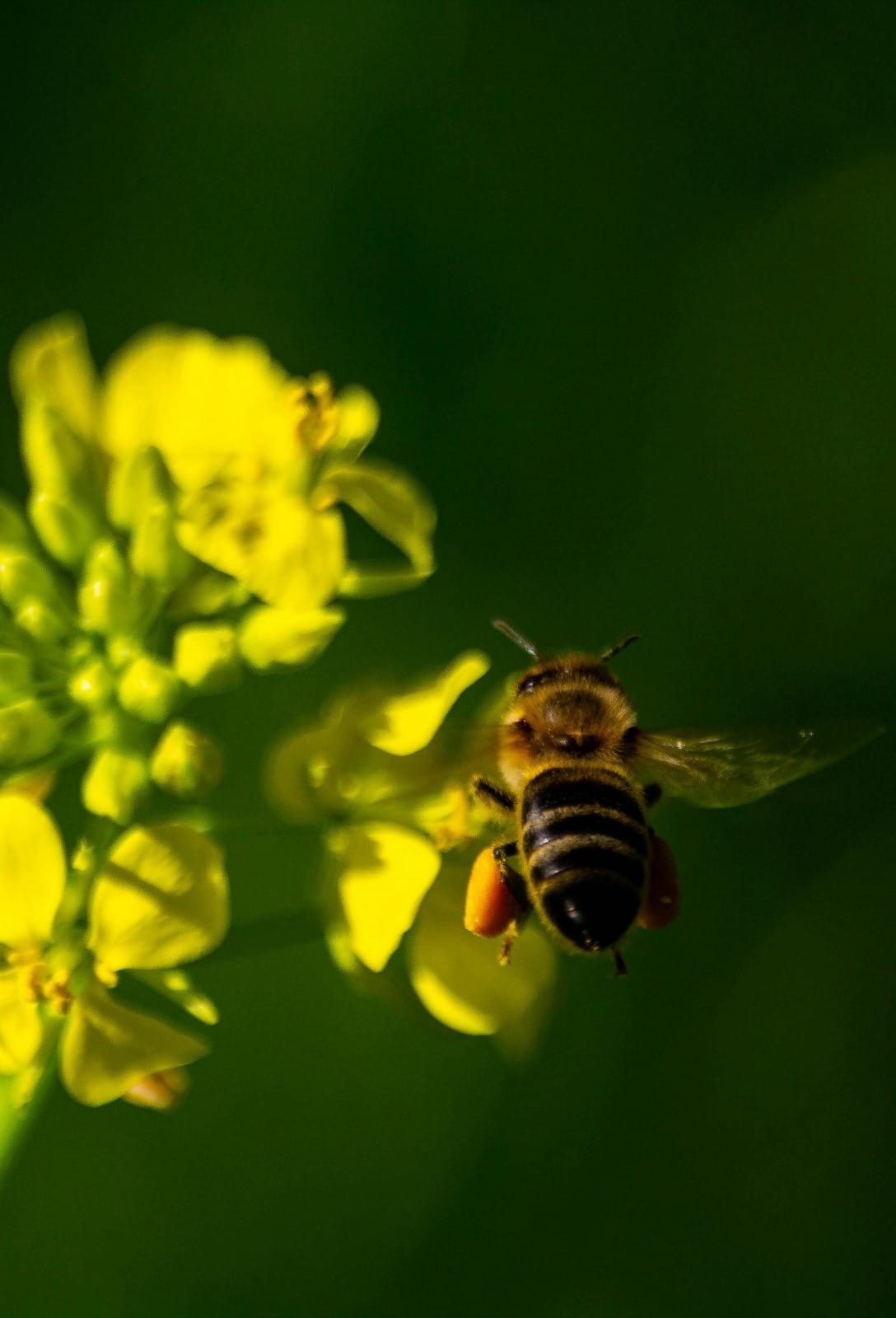 Polen de Flores de Segovia - Imagen 2